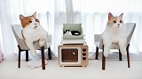 花7000元猫房大改造！让人类嫉妒的豪华家具，猫咪感动哭了！