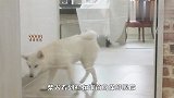 当柴犬遇到保鲜膜，差点被它们蠢哭了，忍住千万别笑