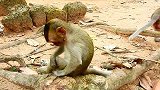 小猴梅西的伤都是被猴子多利打出来的，估计都有心理阴影了！