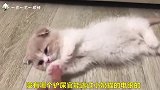 小奶猫无敌卖萌，见过它的人都被萌化，离征服人类的日子不远了！