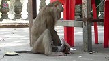 小猴：妈妈，放开我，我做错了什么，你要这样子对我？