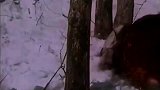 东北虎捕杀野猪，不料却遇见了野猪王，被野猪王打的满地找牙