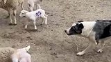 牧羊犬驱赶羊群，到草地上觅食