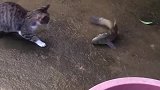 猫：这鱼脾气有点暴躁，有点惹不起呀！