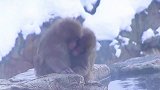 景区下雪猴子们抱团取暖 “还好进化的快 不然在哪里抱团的就是咱了 ”猴子们抱团取暖  忘了没有