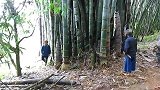 世界上最大的巨型竹，一根竹笋快有上百斤，锯了半天还推不倒