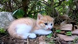 偷拍被小猫咪被发出了，奶凶奶凶得要打我，还跑去跟猫妈妈告状