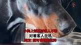 小狗上饭桌对客人不敬，对着客人在吼，我可害怕狗这样