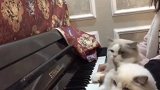 猫：放开我，我才不要学弹钢琴！