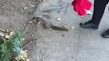 骨折的小松鼠，被带回家救助痊愈后放生