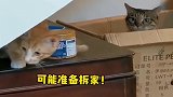 猫咪：什么情况？