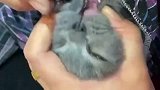 猫咪不肯吃药，谁知老妈有绝招，太耐用了！