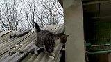 你这只猫有点壁虎啊，真是厉害了，还会飞檐走壁