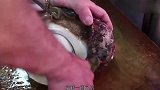 日本厨师处理巨型海蜗牛直接生切，肉还在动就开吃了