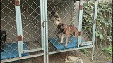 小伙家的1对马犬，恩恩爱爱在婚房内嬉戏，有时候也吵吵架动动手