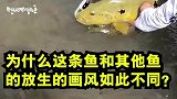 为什么这条鱼，和其他鱼的放生的画风不同，真搞笑