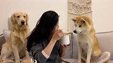 金毛-这么多年的时光，终究是错付了