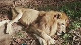 动物园狮子拒绝进食饿成皮包骨，当看到救命恩人时，画面让人落泪