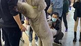 干啥都不行，撒娇第一名
