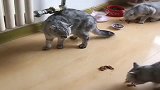 女主人训斥猫咪，结果反被猫咪追着打，这猫还能要吗