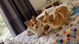 亲子时间，开心皮皮猪猪