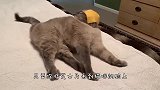 对猫咪竖中指，猫咪会有什么反应？看完视频憋住别笑哦