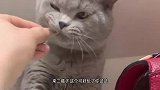 搞笑配音：猫：主人你居然拿橡皮筋算计我，那我就将计就计