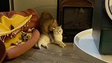 当小公猫变成了舔狗