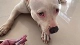 比特犬独享生肉大餐，牛蛙腿、鸭翅，嘎嘣脆，真解压