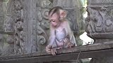 勇敢的小猴子，刚出生没都久就敢独立冒险了