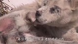 流浪狗被坏人打断后腿，幸得好心老奶奶救助，结局太暖了