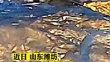 暖心！大妈夜里冒雨帮邻居盖好玉米！网友这就是人与人之间的美好