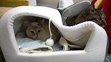 狸花猫：压一压，房车变敞篷车，猫窝难道不是这样用的？