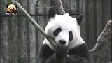 熊猫阳浜也会玩123木头熊游戏，瞬间呆住的表情太逗了