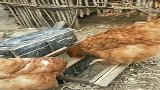 牛人发明：节约粮食神器，小鸡吃饱了就走了