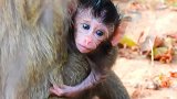 顶级美丽的新生猴宝，它刚出生的小猴子这么漂亮的一个