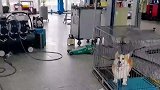 翻脸比翻书还快的狗