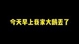 家人们！村东头第三家老梁家！丢四只大鹅！三只母鹅！一只公鹅！