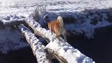 大雪过后带狗子出门，四驱照样打滑，心疼狗子