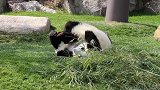 两只肉熊在揉面团，太可爱了。