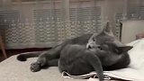 小奶猫妈你跟我说实话，我是亲生的不