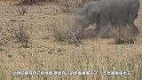一群狮子挑衅一群大象，大象恼了突然奔跑起来，结果狮子怂了