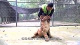 老虎与救命恩人久别重逢，飞扑过来将主人扑倒，一口咬在了脖子上