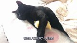 猫咪躺在床上睡觉，怀里竟然抱着小鸡，场面令人暖心