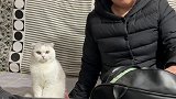 准备了一晚上，白高兴一场萌宠
