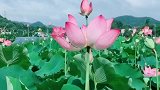 四季荷塘赏荷听歌