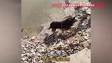 被捆两只脚的鹅池塘中下沉，关键时刻德牧犬下水救鹅，主人：狗5岁，没有受过专业训练