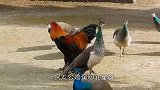 一只公鸡误入孔雀群，于是走上了鸡生巅峰，镜头拍下搞笑瞬间