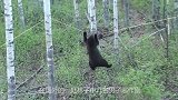 男子在绳子上挂块肉恶搞黑熊，把黑熊坑惨了，镜头拍下全过程