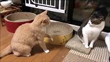 橘猫嘴里正骂骂咧咧，突然就动手，还好狸花猫反应快拳头也出的快